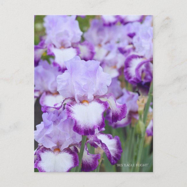 Carte Postale Iris ‘Eagle Flight’ [Carte Postale] ポ Rechercher ー (Devant)