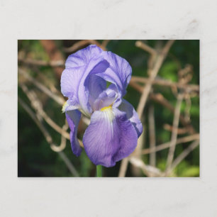 Carte Postale Iris en fleur