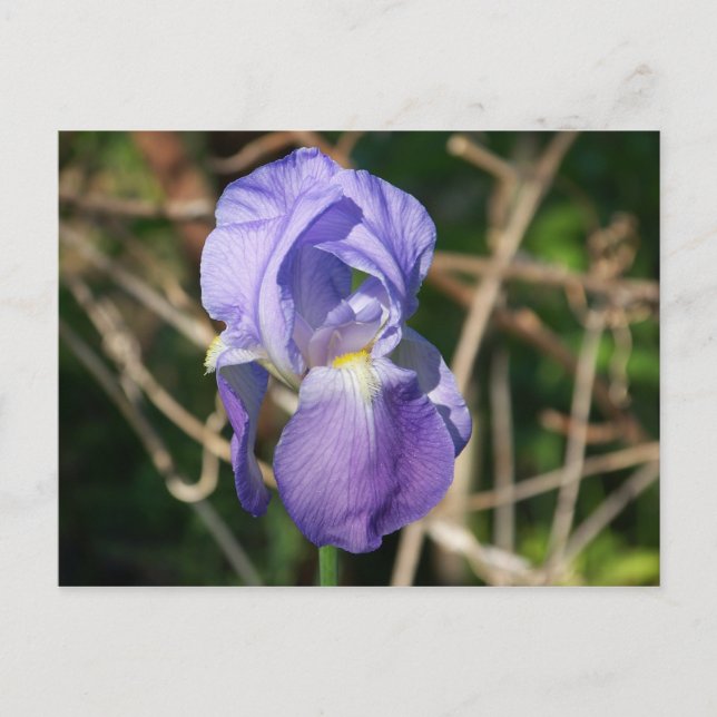 Carte Postale Iris en fleur (Devant)