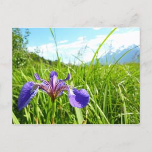 Carte Postale Iris et Alaskan