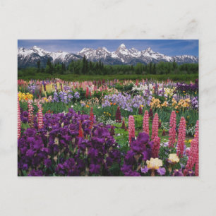 Carte Postale Iris et Lupine jardin et Teton Range,