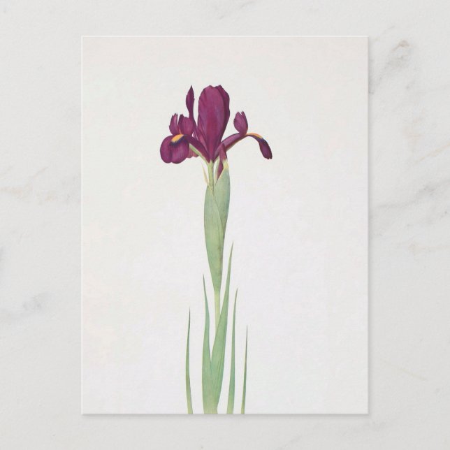 Carte Postale Iris Filifolia par William Dykes (Devant)