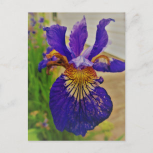 Carte Postale Iris Fleur de Lys bleu Canada Québec