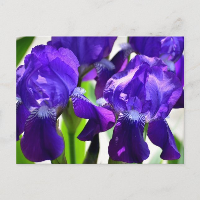 Carte Postale Iris Fleur Violette (Devant)