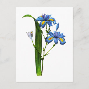 Carte Postale Iris Frangee par Joseph Pierre Redoute