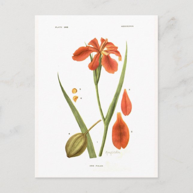 Carte Postale Iris fulva (Devant)