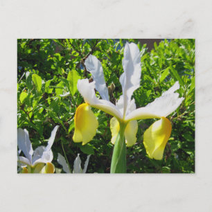 Carte postale Iris Garden