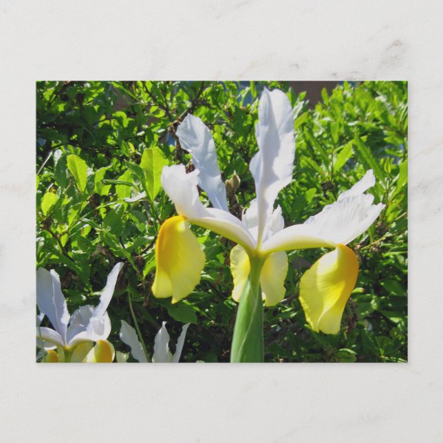 Carte postale Iris Garden (Devant)