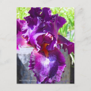Carte Postale Iris "Gypsy Romance"   [Carte Postale]