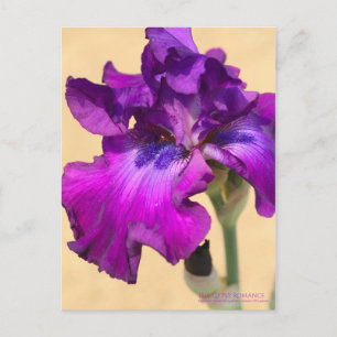 Carte Postale Iris "Gypsy Romance"   [Carte Postale]