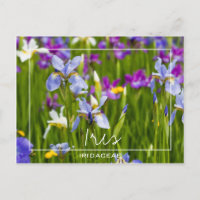 Iris | Iridaceae Champ De Fleurs Photo Personnalis