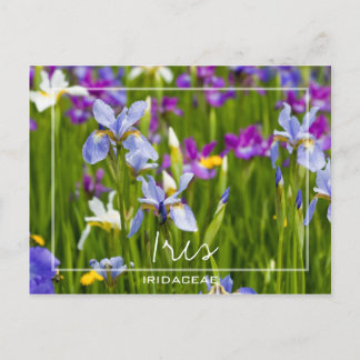 Carte Postale Iris | Iridaceae Champ De Fleurs Photo Personnalis