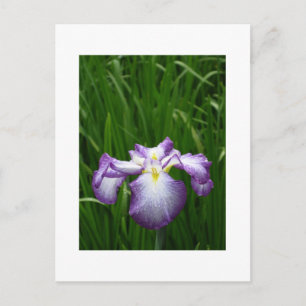 Carte Postale Iris japonais
