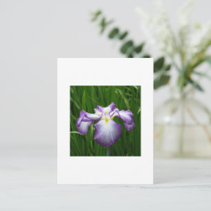 Carte Postale Iris japonais