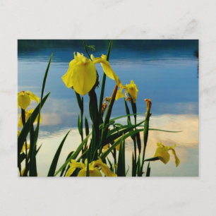 Carte Postale Iris jaune à Lake Shore