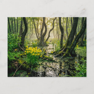Carte Postale Iris jaunes dans un marais avec une grue