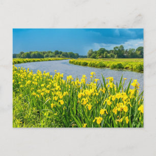Carte Postale Iris jaunes inspirant le symbole Fleur de Lis.