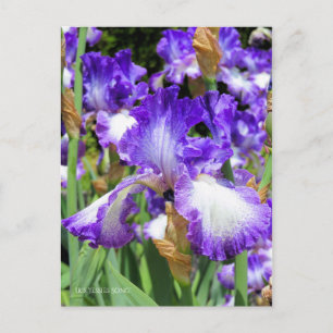 Carte Postale Iris ‘Jessies Song’ [Carte Postale] ポ ♥ ー ド