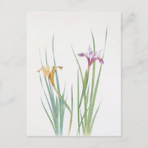 Carte Postale Iris Macrosiphon par William Dykes