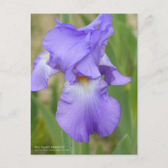 Carte Postale Iris ‘Mary Frances’ [Carte Postale] (Devant)