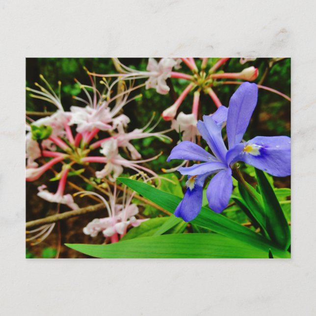 Carte Postale Iris Nain Crêché (Devant)