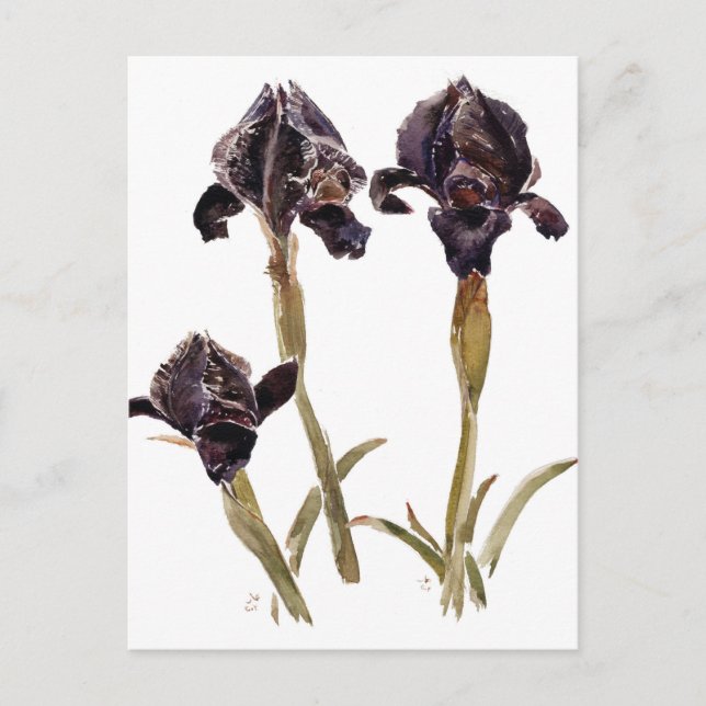 Carte Postale iris noir de Jordanie (Devant)