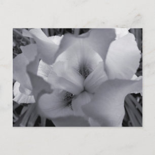 Carte postale Iris noir et blanc
