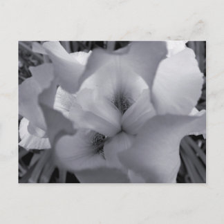 Carte postale Iris noir et blanc