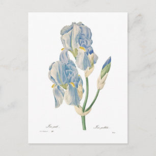 Carte Postale Iris pallida