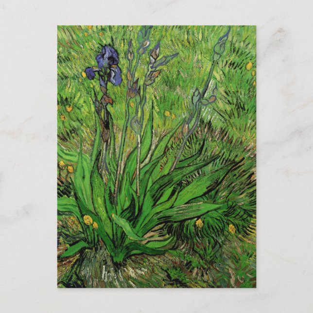 Carte Postale Iris par Vincent van Gogh, Vintage Garden Fine Art (Devant)
