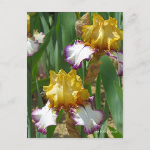 Carte Postale Iris ‘Point Made’ [Carte Postale] ポ Rechercher ー ド