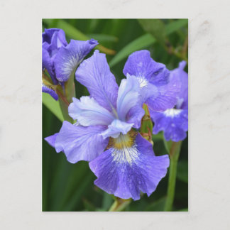 Carte Postale Iris pourpre