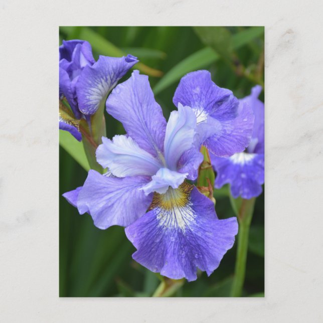 Carte Postale Iris pourpre (Devant)