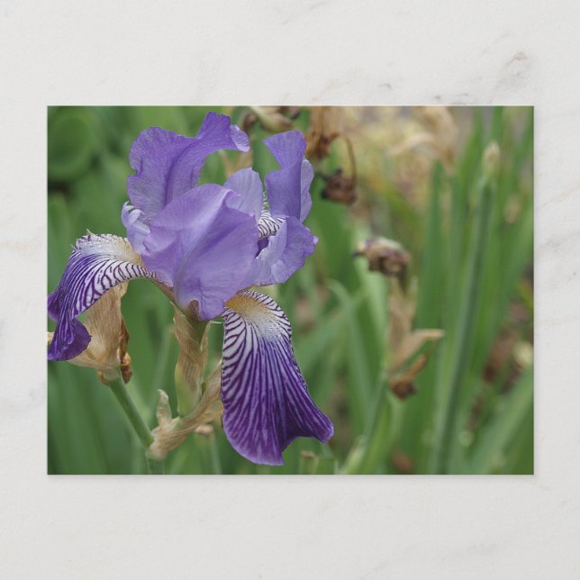 Carte Postale Iris pourpre (Devant)