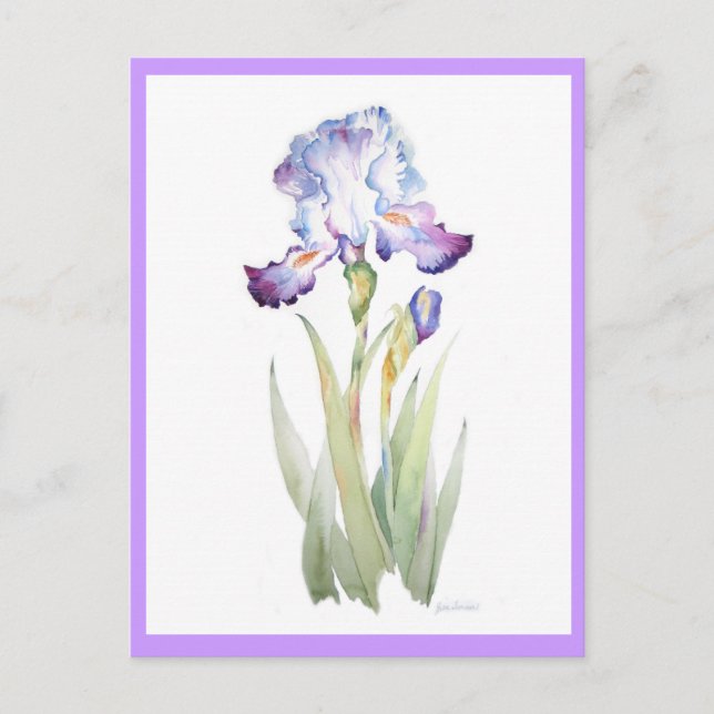 Carte Postale Iris pourpre (Devant)