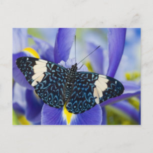 Carte Postale Iris Pourpre Papillon Tropical
