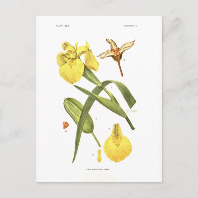 Carte Postale Iris pseudacorus (Devant)