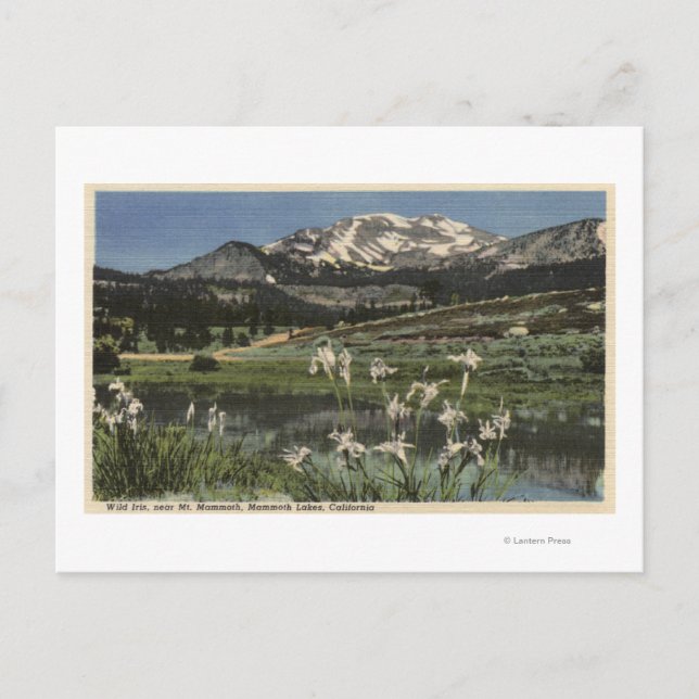 Carte Postale Iris Sauvages Cultivant Près Du Mont Mammoth (Devant)