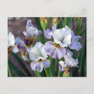 Carte Postale Iris Sprint Violet et Blanc