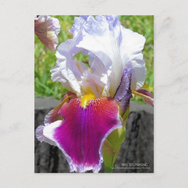 Carte Postale Iris "Stunning" [Carte Postale] (Devant)
