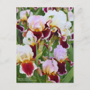 Carte Postale Iris "Stunning" [Carte Postale]
