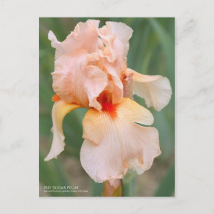 Carte Postale Iris "Sugar Plum" [Carte Postale]