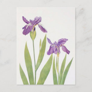 Carte Postale Iris Tectorum et Iris Loptec par William Dykes