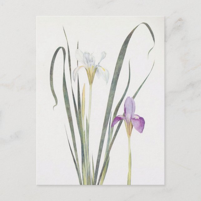 Carte Postale Iris Unguicularis par William Dykes (Devant)