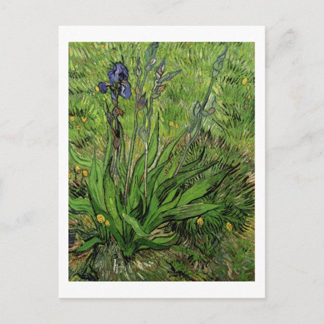 Carte Postale Iris, Vincent van Gogh (Devant)