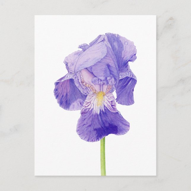 Carte postale Iris violet (Devant)