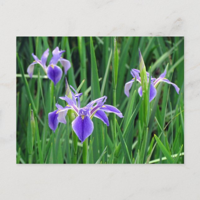 Carte postale Iris violet (Devant)