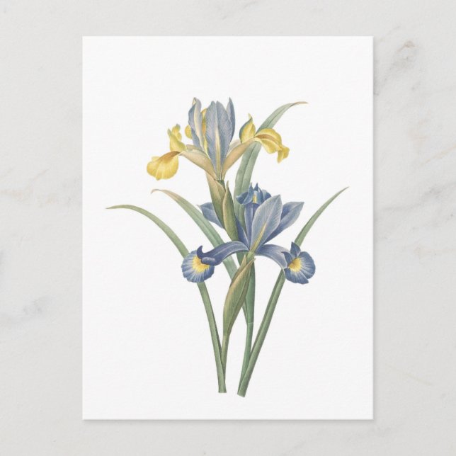 Carte Postale Iris Xiphium (Devant)