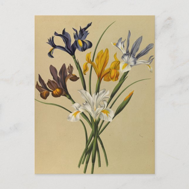 Carte Postale Iris Xiphium (Iris Hispanica) par Arentina Arendse (Devant)