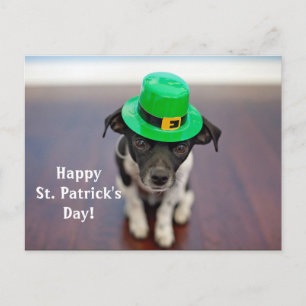 Carte postale Irish Dog St. Patrick's Day